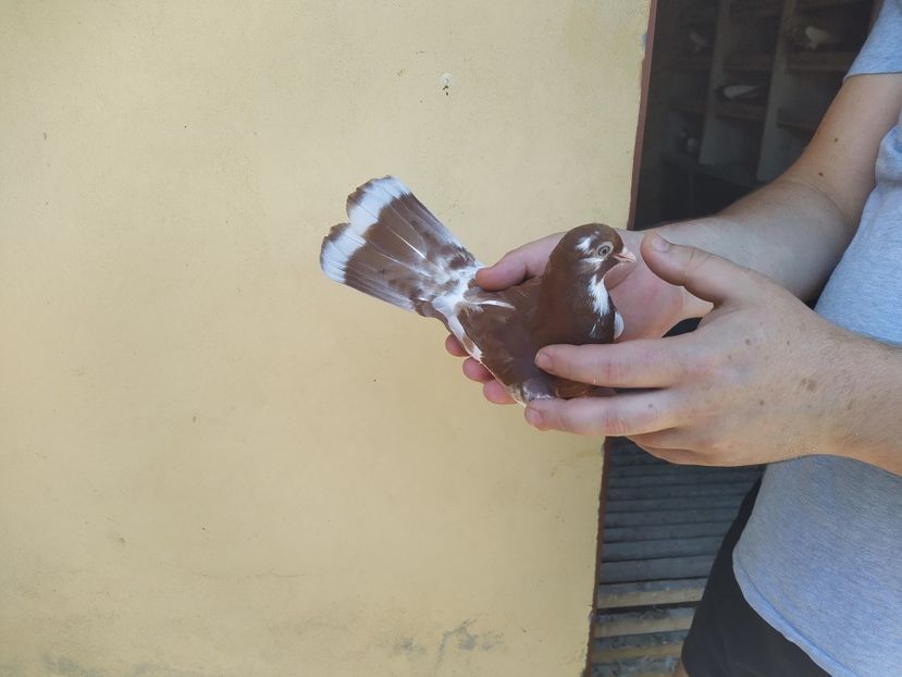  - Pag de Iasi 2020