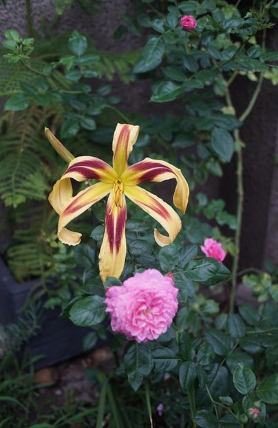  - Hemerocallis 2018- 2019