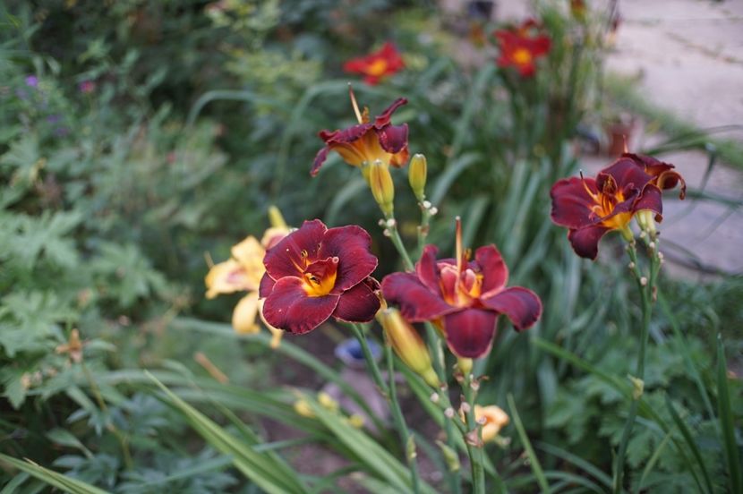 - Hemerocallis 2018- 2019