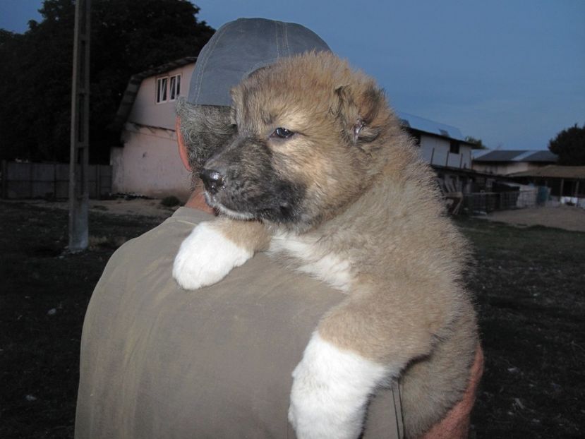  - ciobanesc caucazian