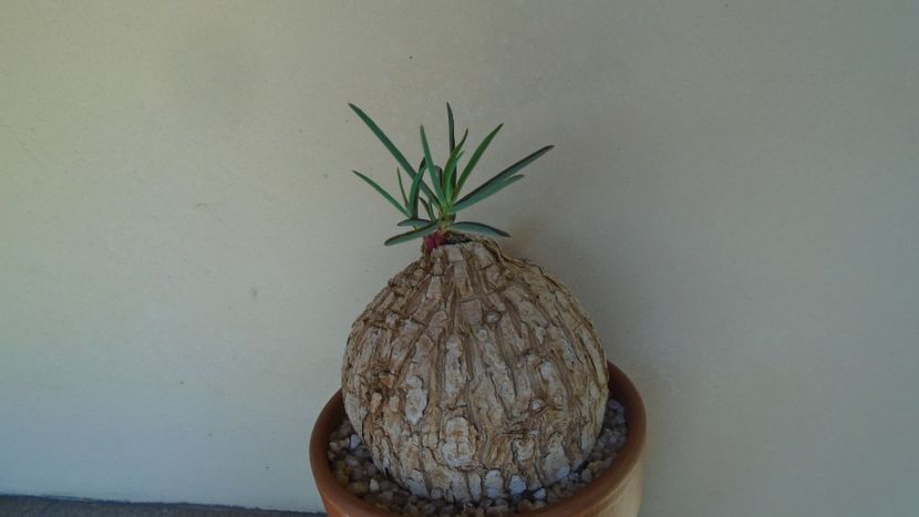 Euphorbia trichadenia - Caudiciforme - pachycaule si bulboase 2020