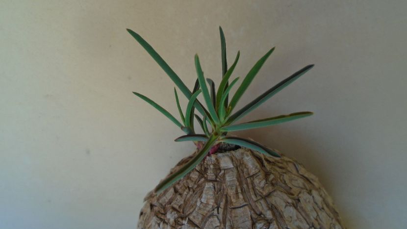 Euphorbia trichadenia - Caudiciforme - pachycaule si bulboase 2020