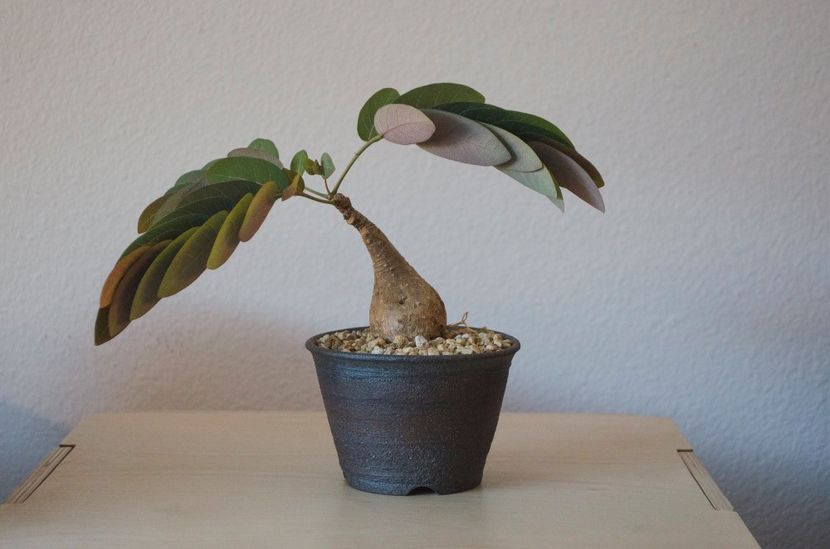 Phyllanthus mirabilis - Vase - aranjamente - accesorii