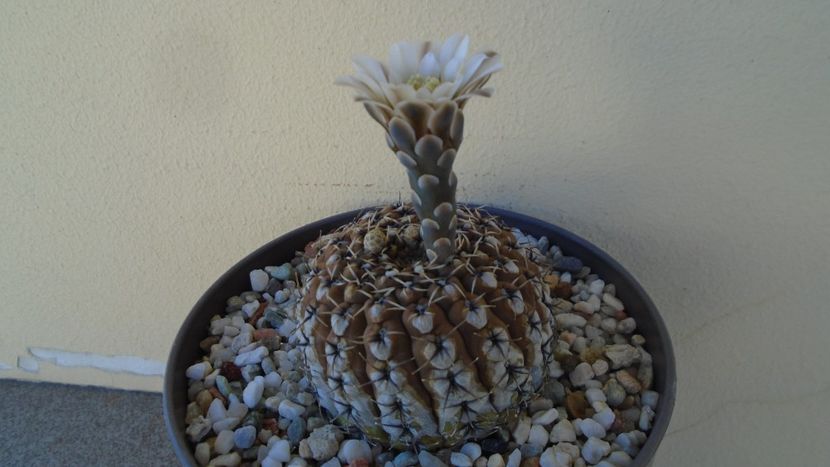 Gymnocalycium obductum - Cactusi 2020 Gymnocalycium
