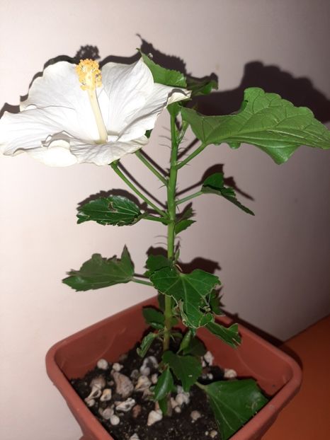  - Florile mele în august 2020