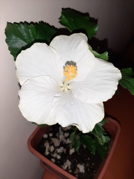  - Florile mele în august 2020