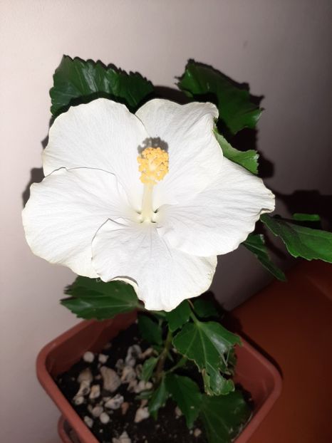  - Florile mele în august 2020