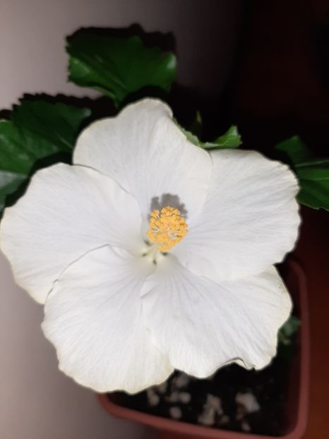  - Florile mele în august 2020