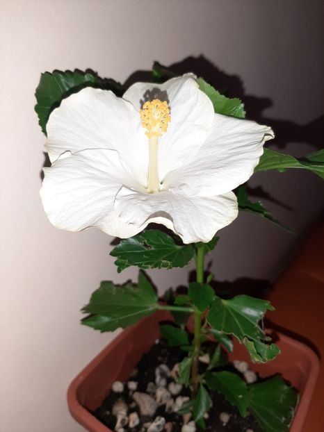  - Florile mele în august 2020