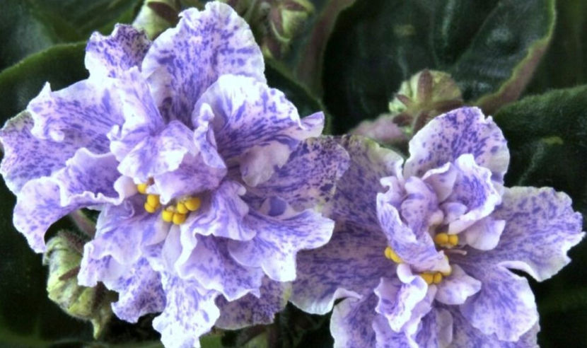 poza net - Rs Morskaya Princessa