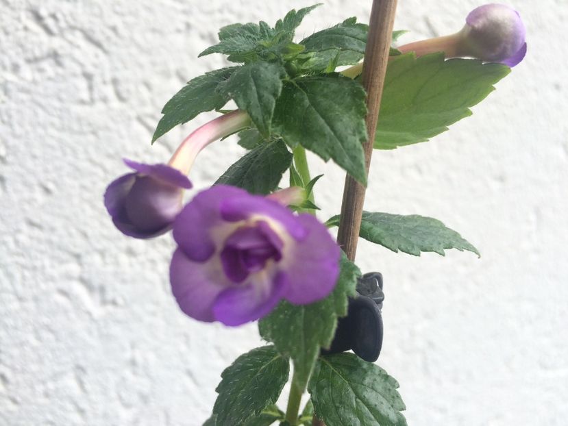 3.08.2020– Lena Vera?poate Venice - Achimenes 2020