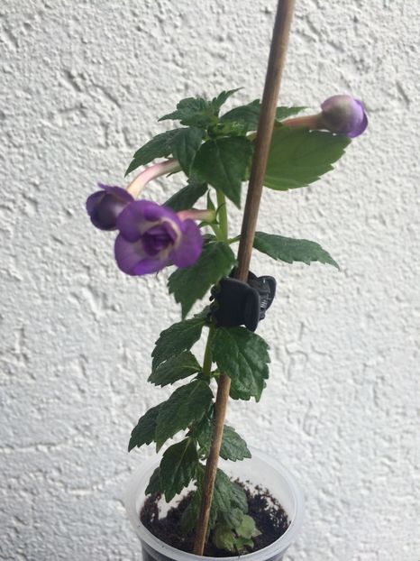 3.08.2020– Venice - Achimenes 2020