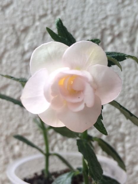 3.08.2020– Guadalupe - Achimenes 2020