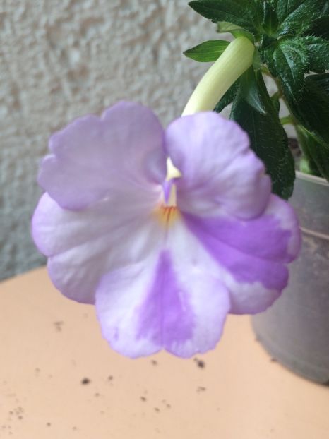 3.08.2020– Crystalynn - Achimenes 2020