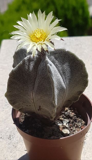 Astrophytum myriostigma columnar - Astrophytum