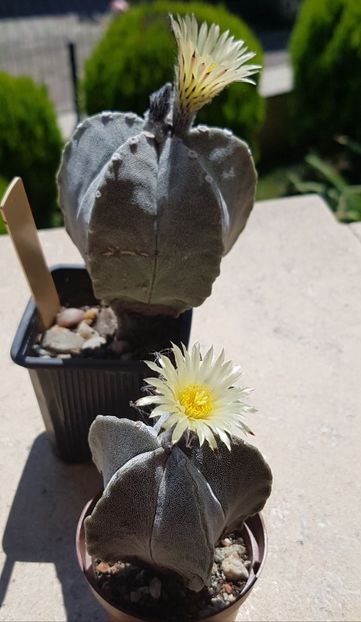  - Astrophytum