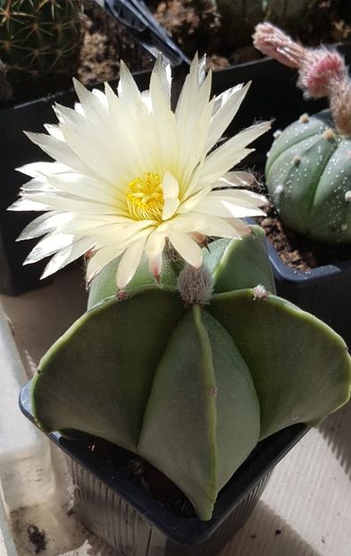 Astrophytum myriostigma nudum - Astrophytum