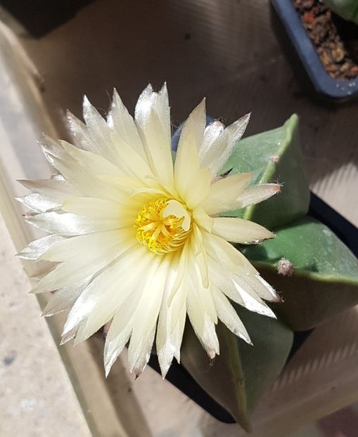 Astrophytum myriostigma nudum - Astrophytum