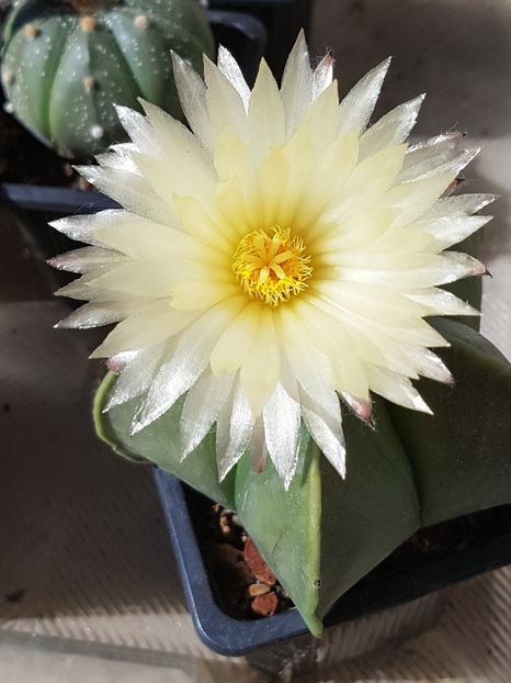 Astrophytum myriostigma nudum - Astrophytum