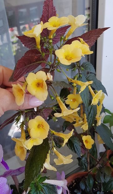 Yellow Beauty - Achimenes 2020