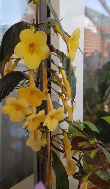 Yellow Beauty - Achimenes 2020