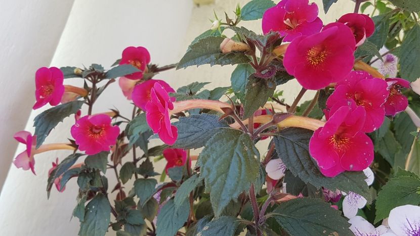 Serge s Fantasy - Achimenes 2020