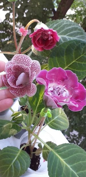 116873447_3148628145218566_3649372624371079030_o - Gloxinia 2020