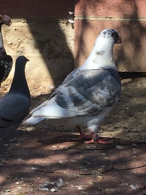 2F903D05-A32D-4C50-97CA-35C37E2CB409 - American Giant Homer tineret 2020