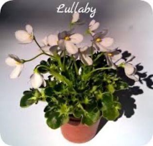 poza net - Lullaby