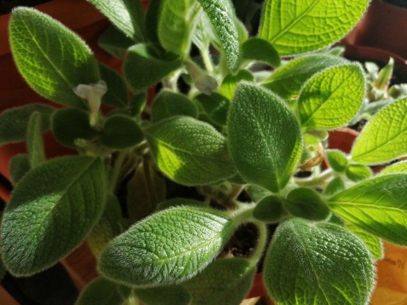 Episcia Sphalera - Episcia