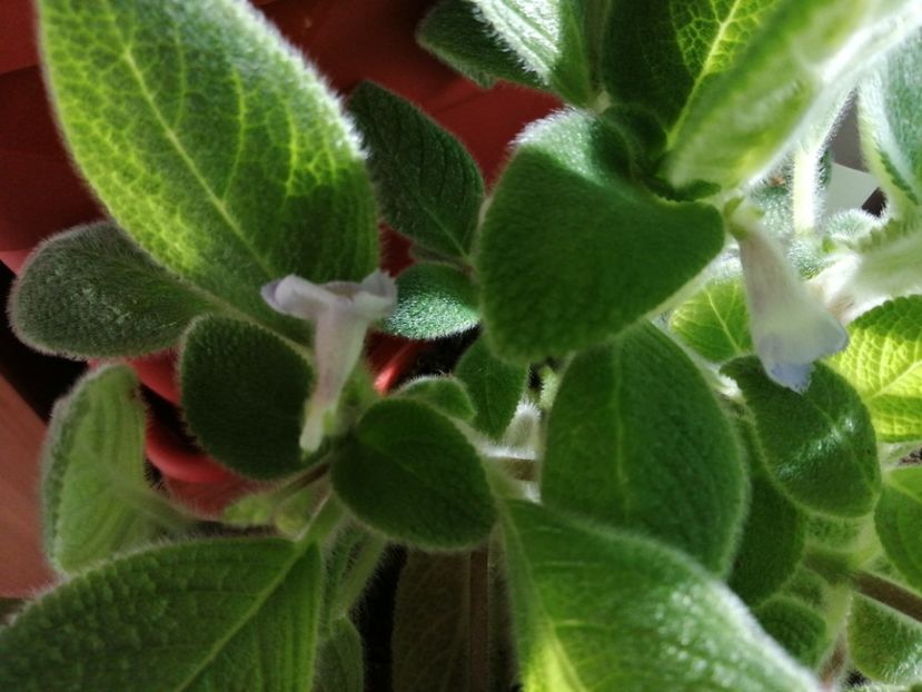 Sphalera - Episcia