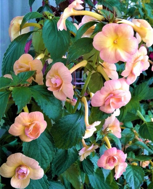  - 0000 ACHIMENES