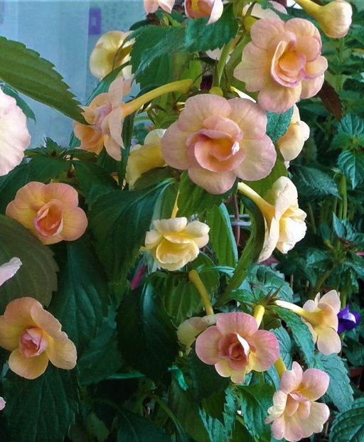  - 0000 ACHIMENES