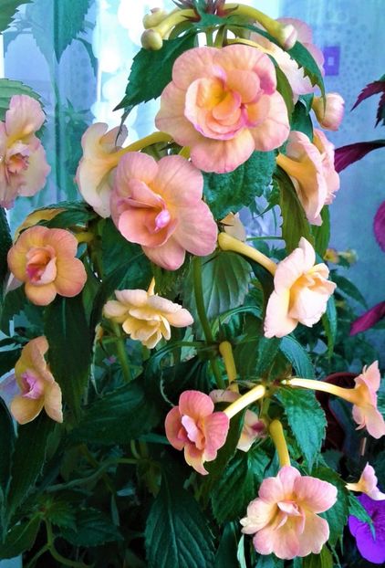  - 0000 ACHIMENES