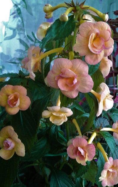  - 0000 ACHIMENES