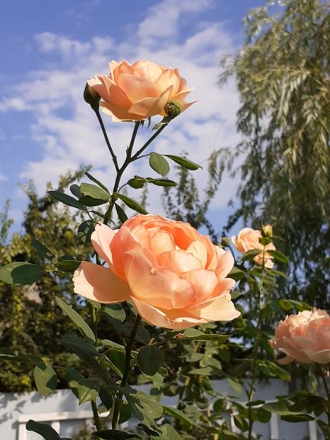  - Lady of Shalott 2020