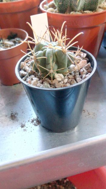 G. unciatus - Glandulicactus--sclerocactus