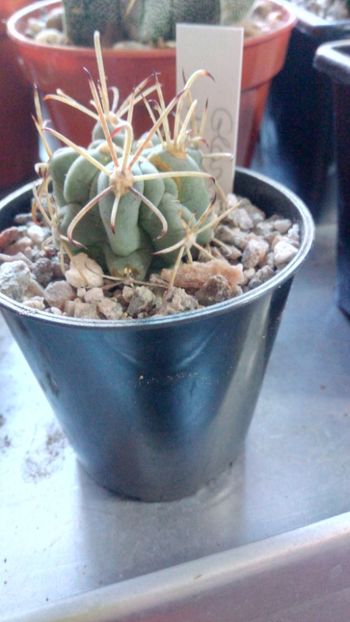 G. unciatus - Glandulicactus--sclerocactus