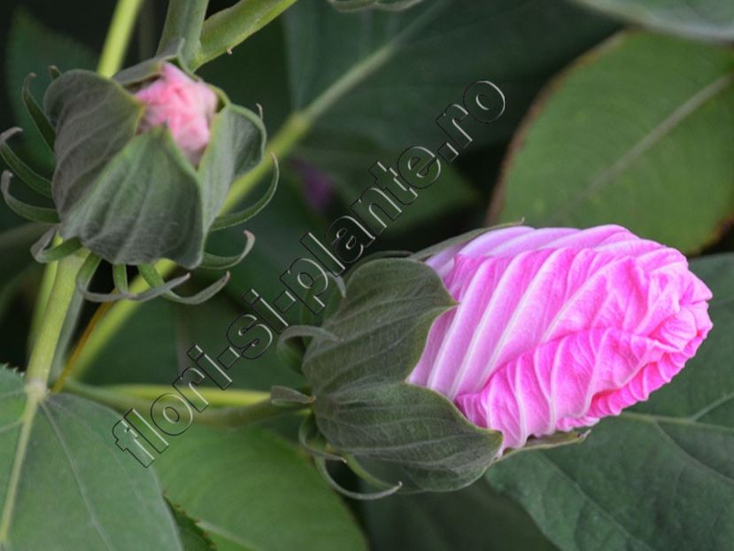 Hibiscus Moscheutos A6 - Flori gradina