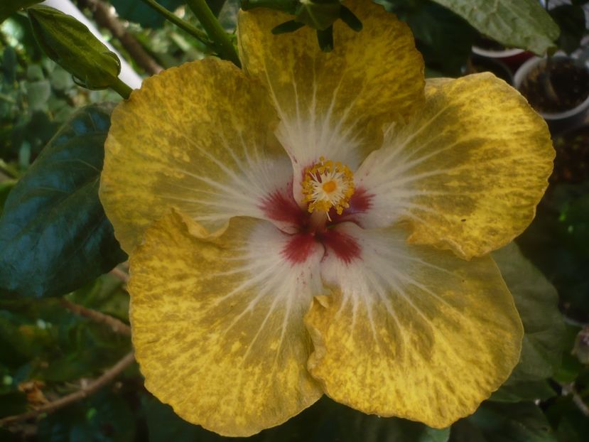 03.08.2020 - HIBISCUSI 2020-2