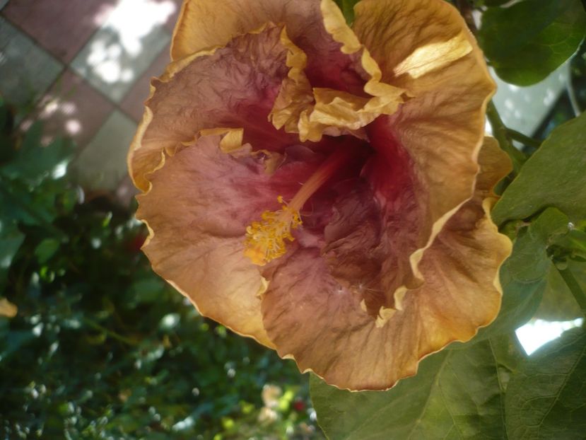 P1450325 - HIBISCUSI 2020-2