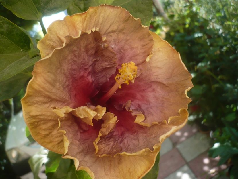 P1450326 - HIBISCUSI 2020-2