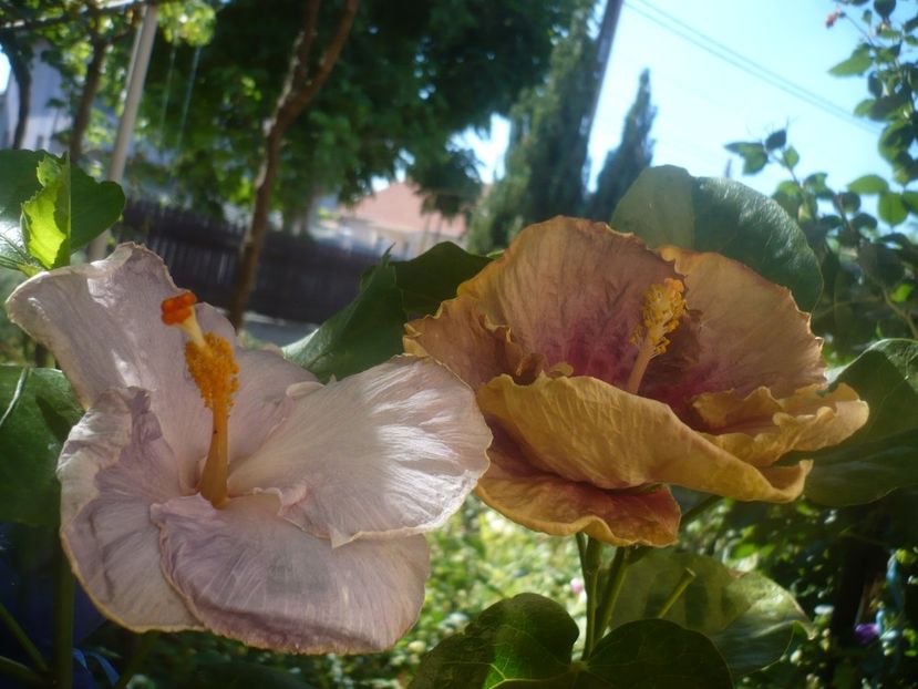 P1450329 - HIBISCUSI 2020-2