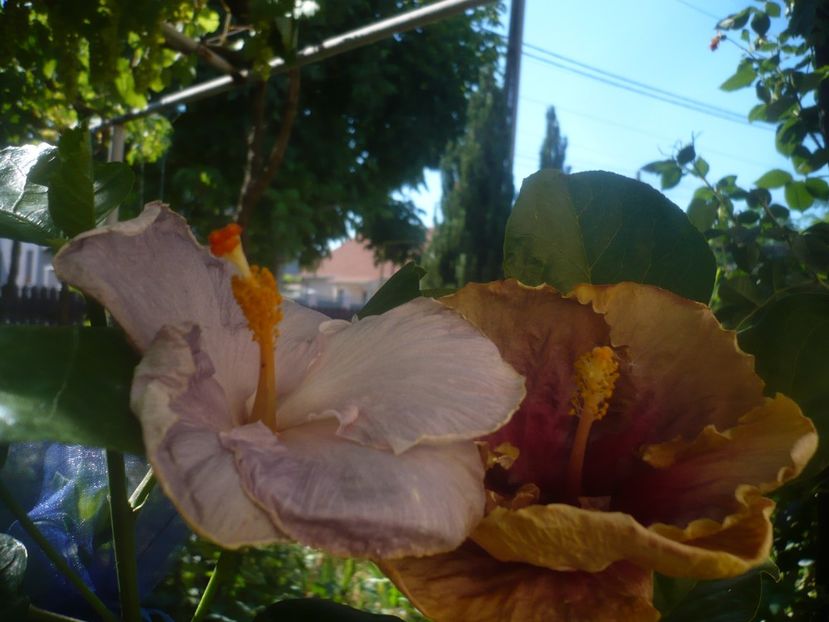 P1450330 - HIBISCUSI 2020-2