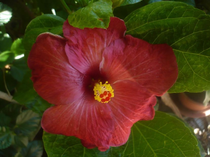 P1450332 - HIBISCUSI 2020-2