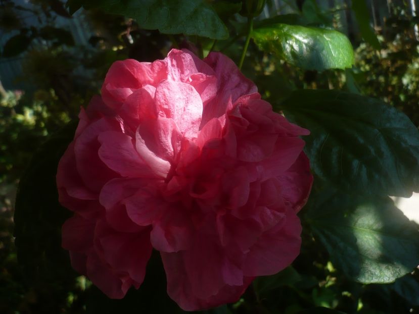 P1450333 - HIBISCUSI 2020-2