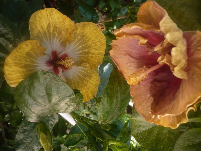 P1450338 - HIBISCUSI 2020-2