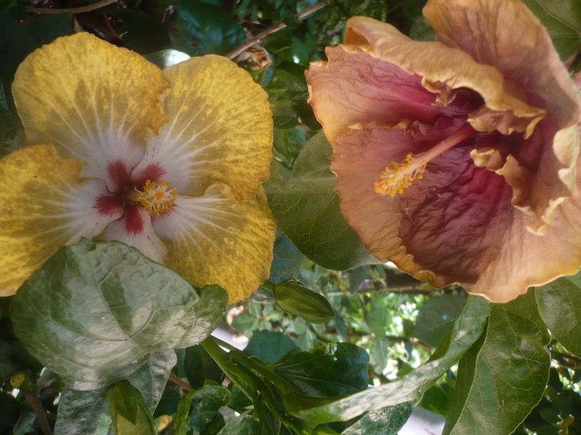 P1450339 - HIBISCUSI 2020-2