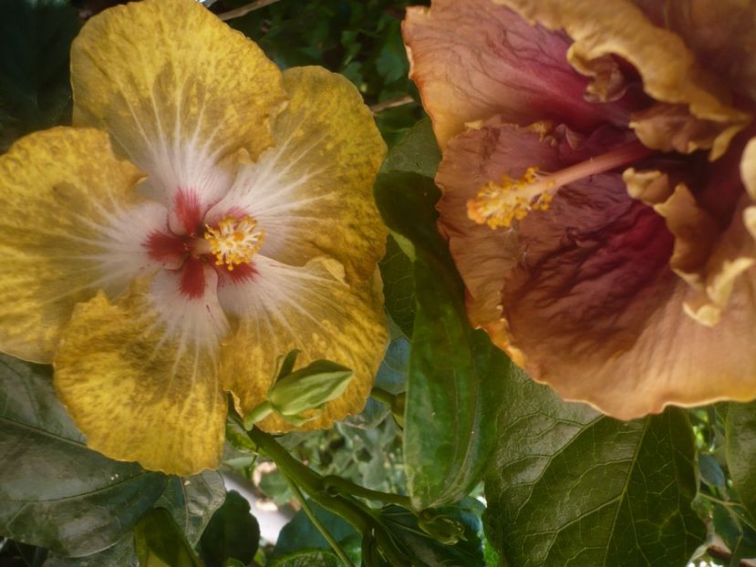 P1450340 - HIBISCUSI 2020-2