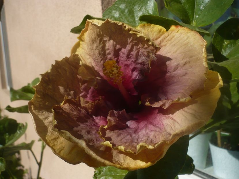 P1450349 - HIBISCUSI 2020-2